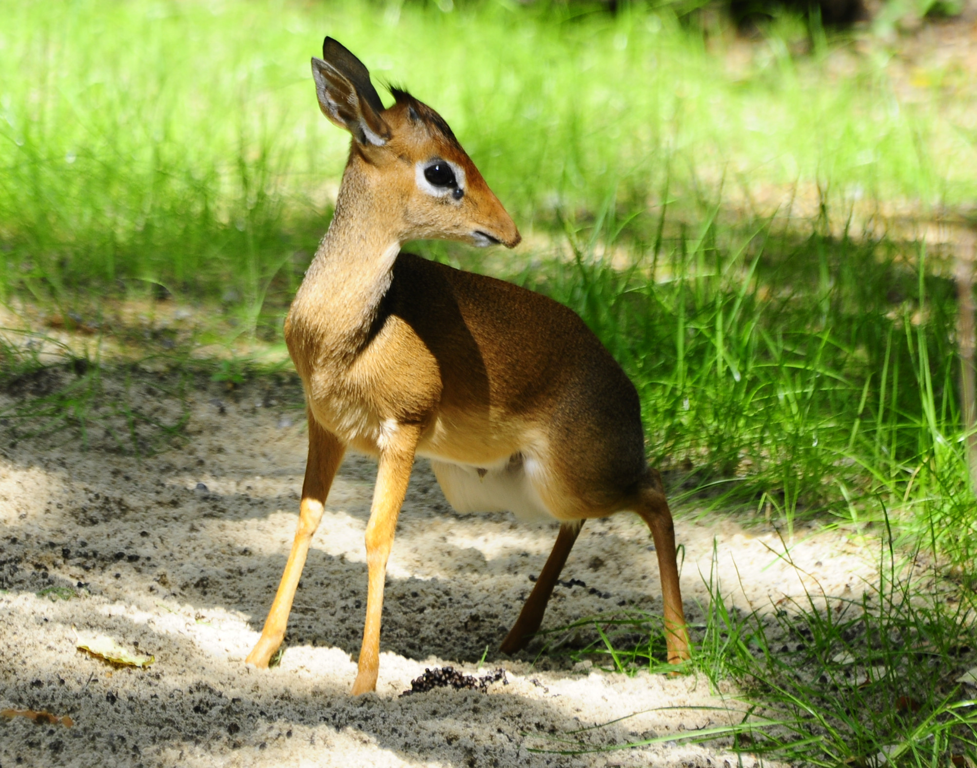 Dikdik kirkův