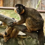 Eulemur collaris (É. Geoffroy Saint-Hilaire, 1812)