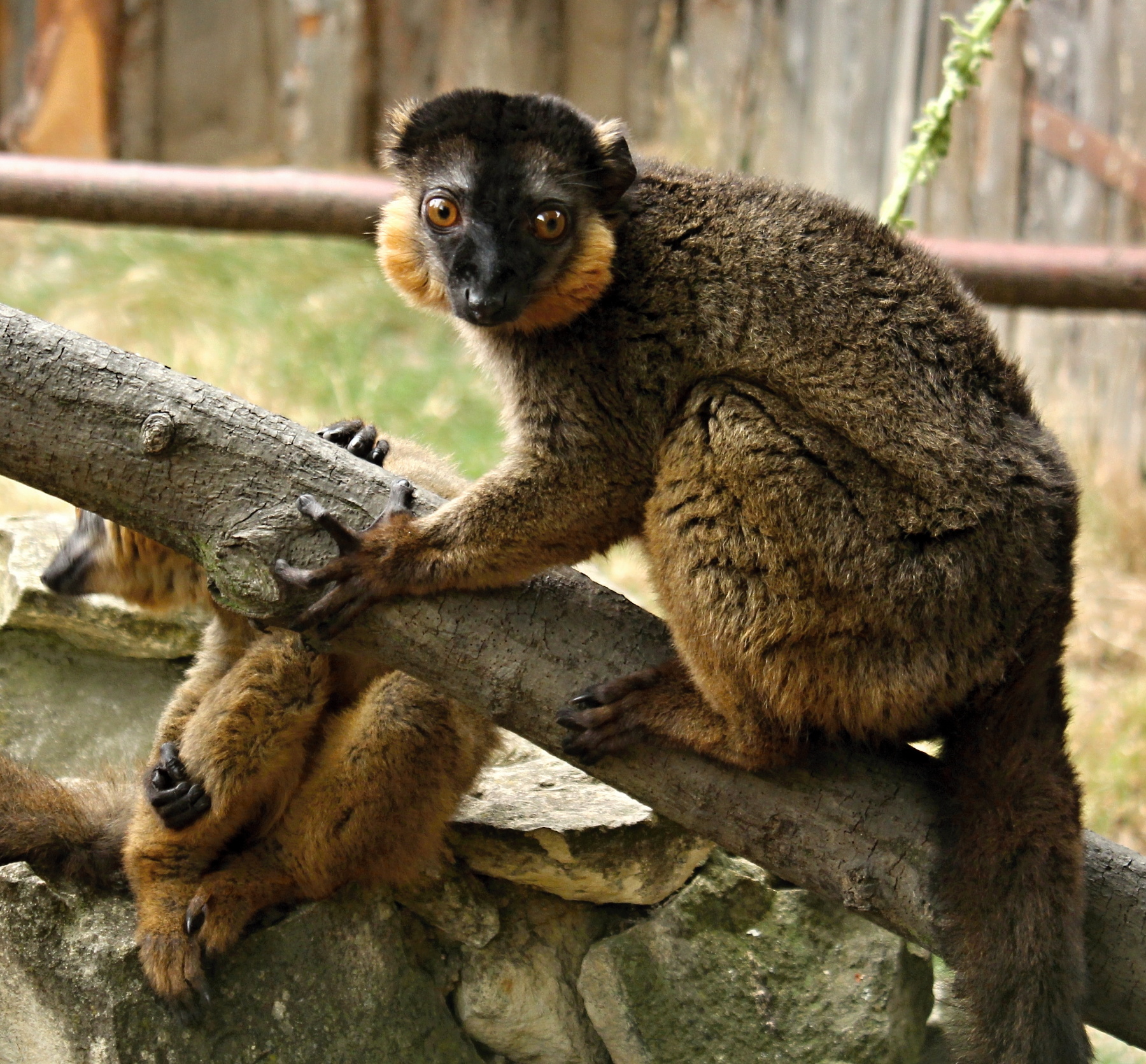 Lemur límcový
