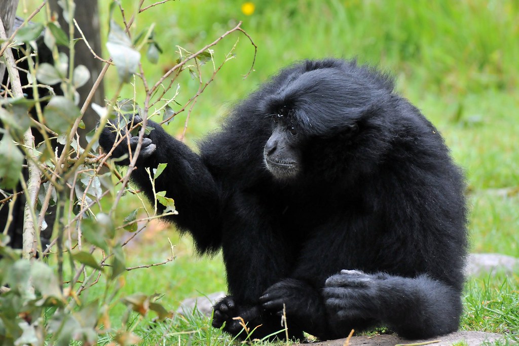 Siamang