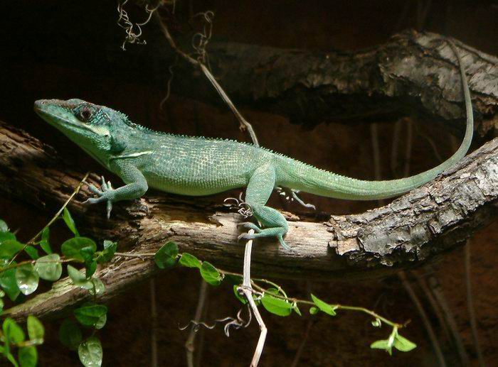 Anolis rytířský