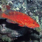 4-Cephalopholis-miniata-©-Giuseppe-Mazza.jpg