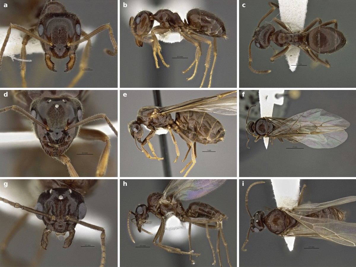 Lasius austriacus