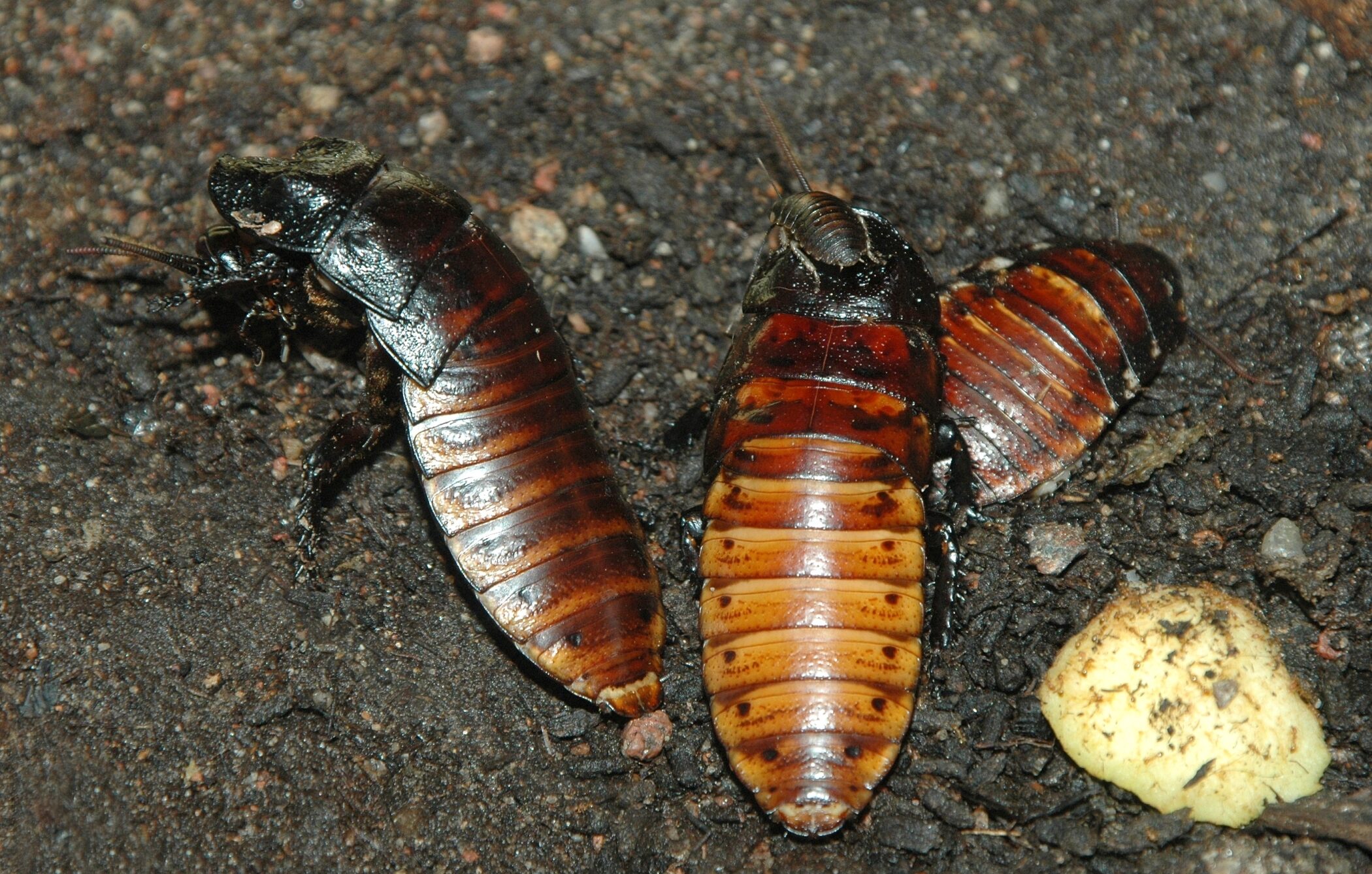 Šváb madagaskarský