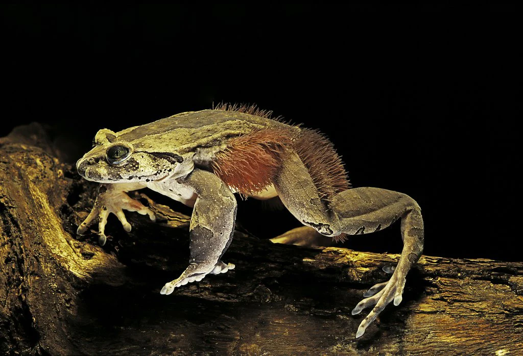 Vlasatice třásnitá