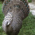 431px-Polyplectron_bicalcaratum_male