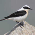 45-090506-black-eared-wheatear-at-Ipsilou-Monastery-