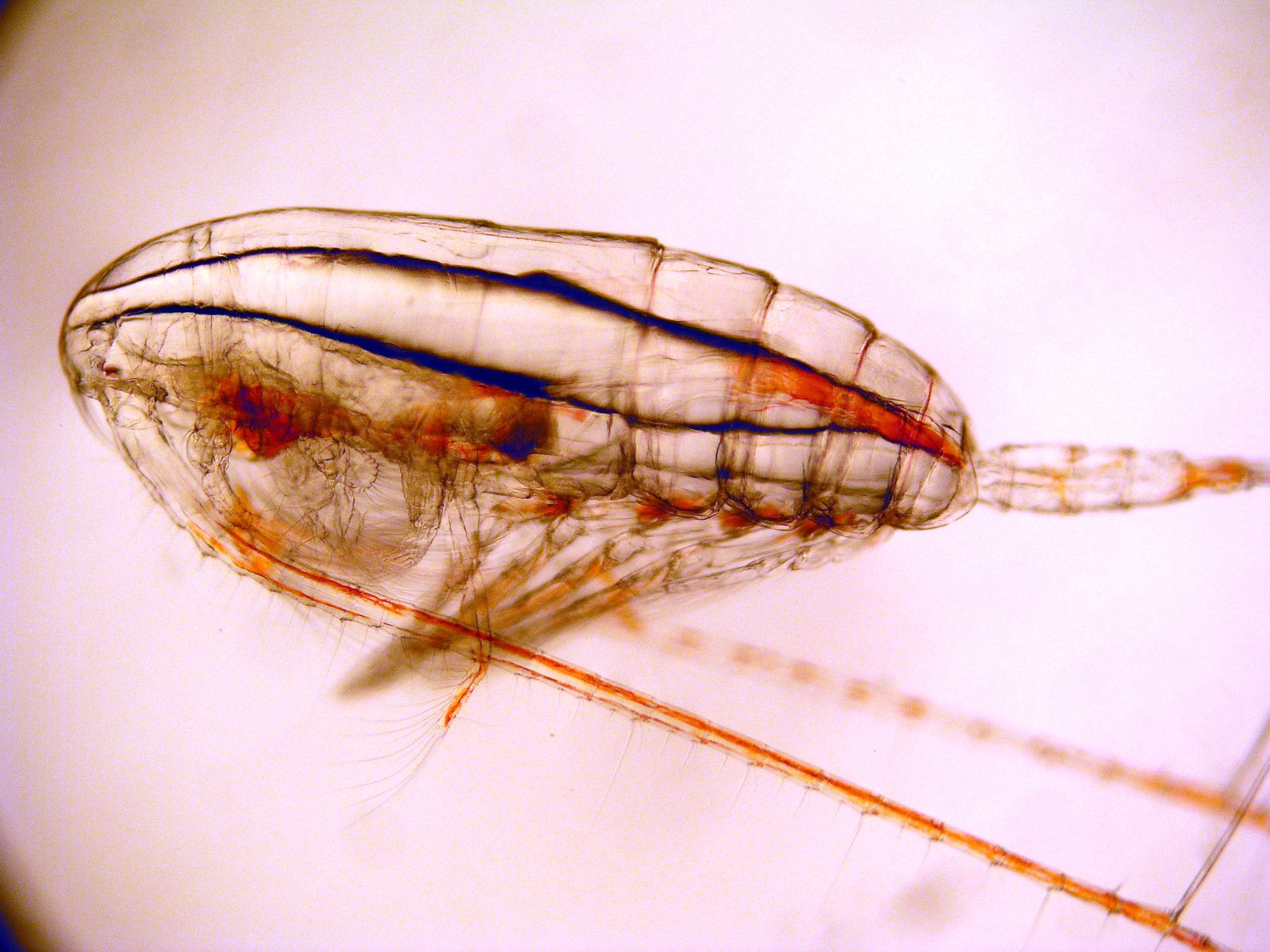 Calanus finmarchicus
