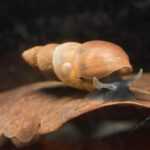 Omphiscola glabra 49677431173_96a6cc35b2_b