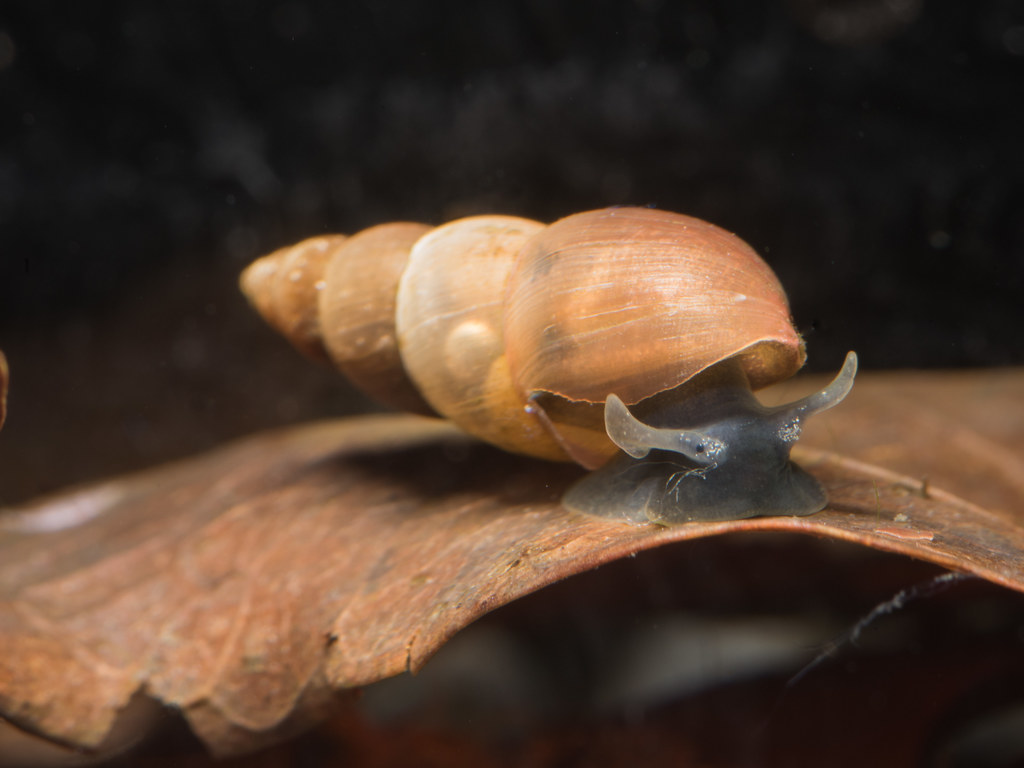 Omphiscola glabra