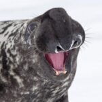 4F7DD32900000578-6109747-Named_after_their_inflatable_nasal_cavities_hooded_seals_are_ext-m-4_1535544311848-962×720