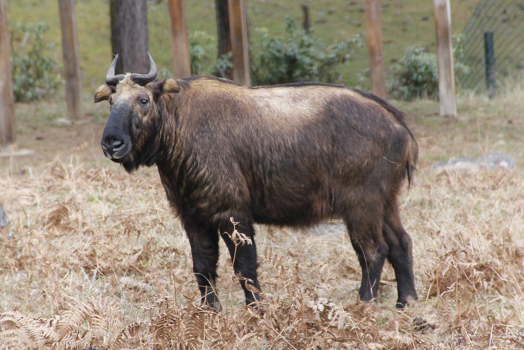 Takin bhútánský