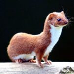562px-Mustela_nivalis_-British_Wildlife_Centre-4