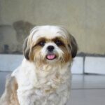 5669b6c93c38ab-shih-tzu