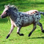 5962-miniappaloosa