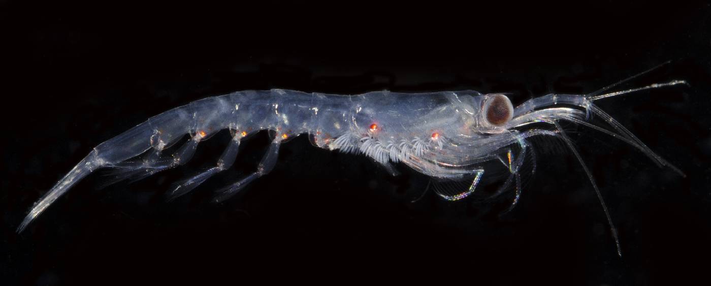Thysanoessa longicaudata
