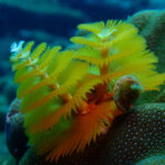 63975d54104e4decff672bf5_OceanTales_12-19