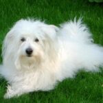 640px-Coton_de_Tular_2