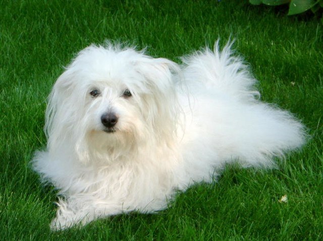 Coton de tulear