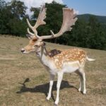 640px-Dama_dama8