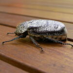 640px-Dermolepida_albohirtum_lateral
