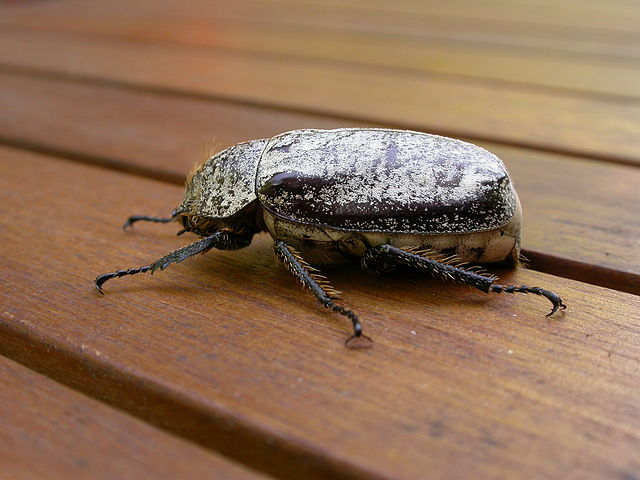 Dermolepida albohirtum
