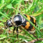 640px-Krompootdoodgraver_Nicrophorus_vespillo_achter_grassprietje