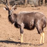 640px-Nyala_bull_staring_at_me_(6073691776)