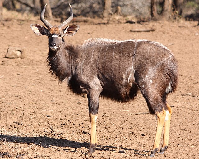 Nyala nížinná