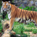 640px-Panthera_tigris_tigris