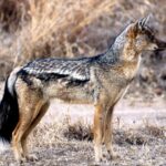 640px-Side-striped_Jackal