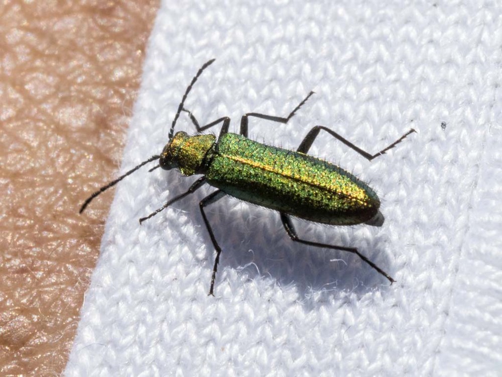 Lobonyx aeneus