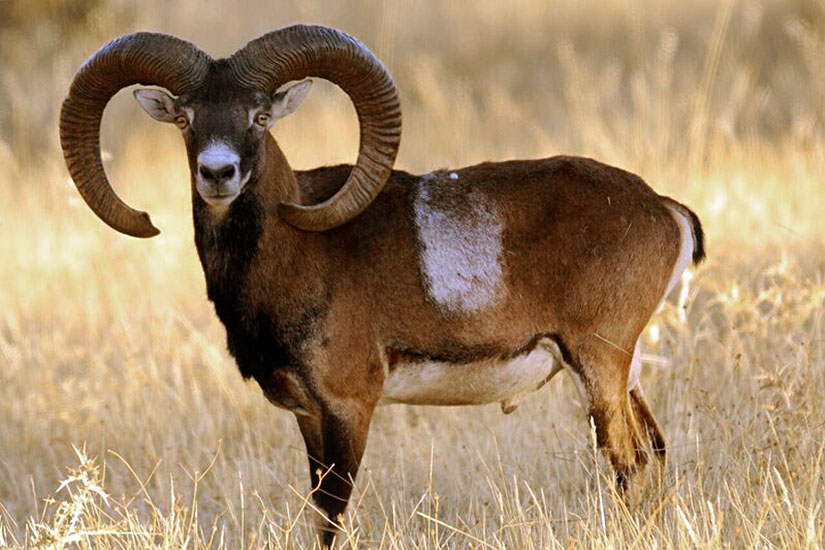 Muflon
