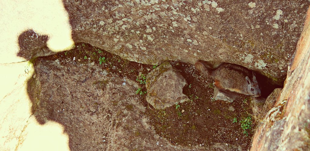 Cuscomys oblativus