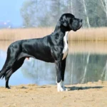 7632-nemecka-doga