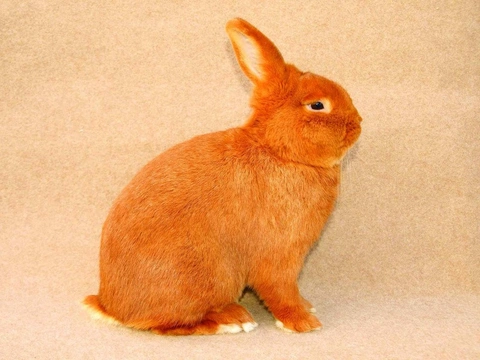 Český červený králík