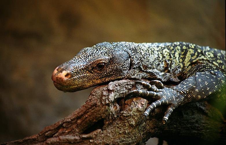 Varan papuánský
