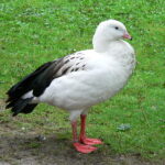 800px-Andengans_Chloephaga_melanoptera_050805