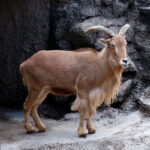 800px-Barbary_Sheep_Tennoji