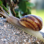 800px-Common_snail