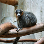 800px-Eulemur-mongoz_59489762