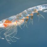 800px-Meganyctiphanes_norvegica2