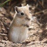 800px-Meriones_unguiculatus_(wild)