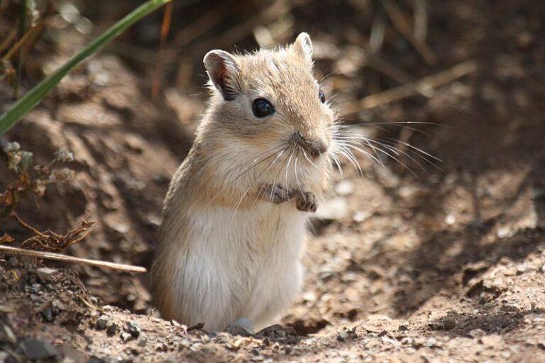 800px-Meriones_unguiculatus_(wild)