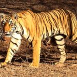 800px-Tiger_in_Ranthambhore