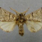 800px-Traumatocampa_pinivora.m
