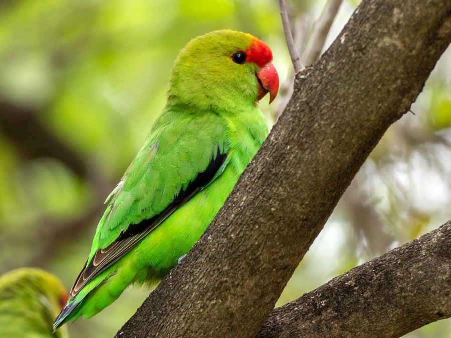 Agapornis etiopský