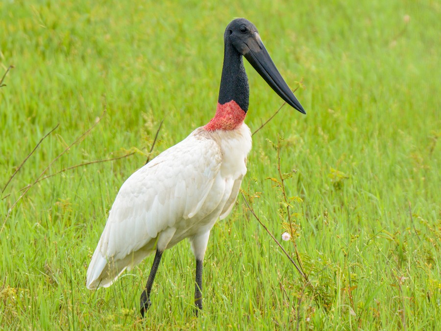 Čáp jabiru