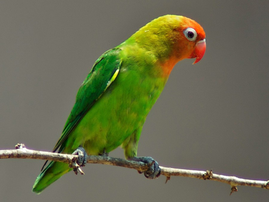 Agapornis růžohlavý