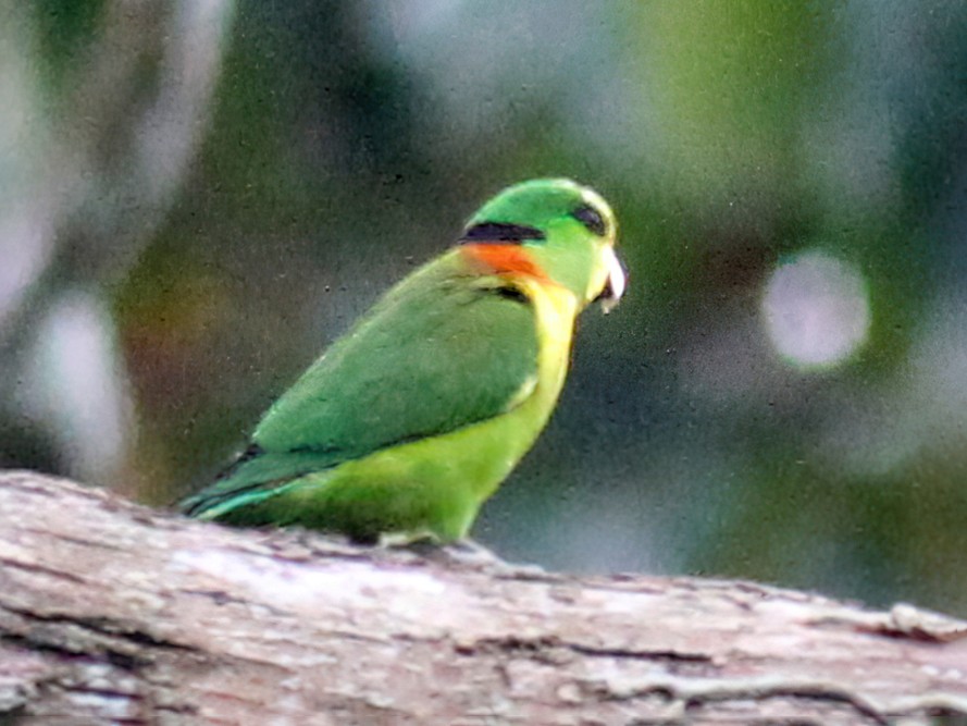 Agapornis zelenohlavý